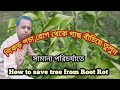 Root rot symptoms and remedies how to save plant from root rot