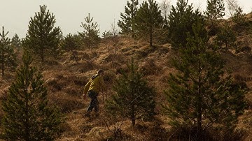 V-forest – A forest is growing