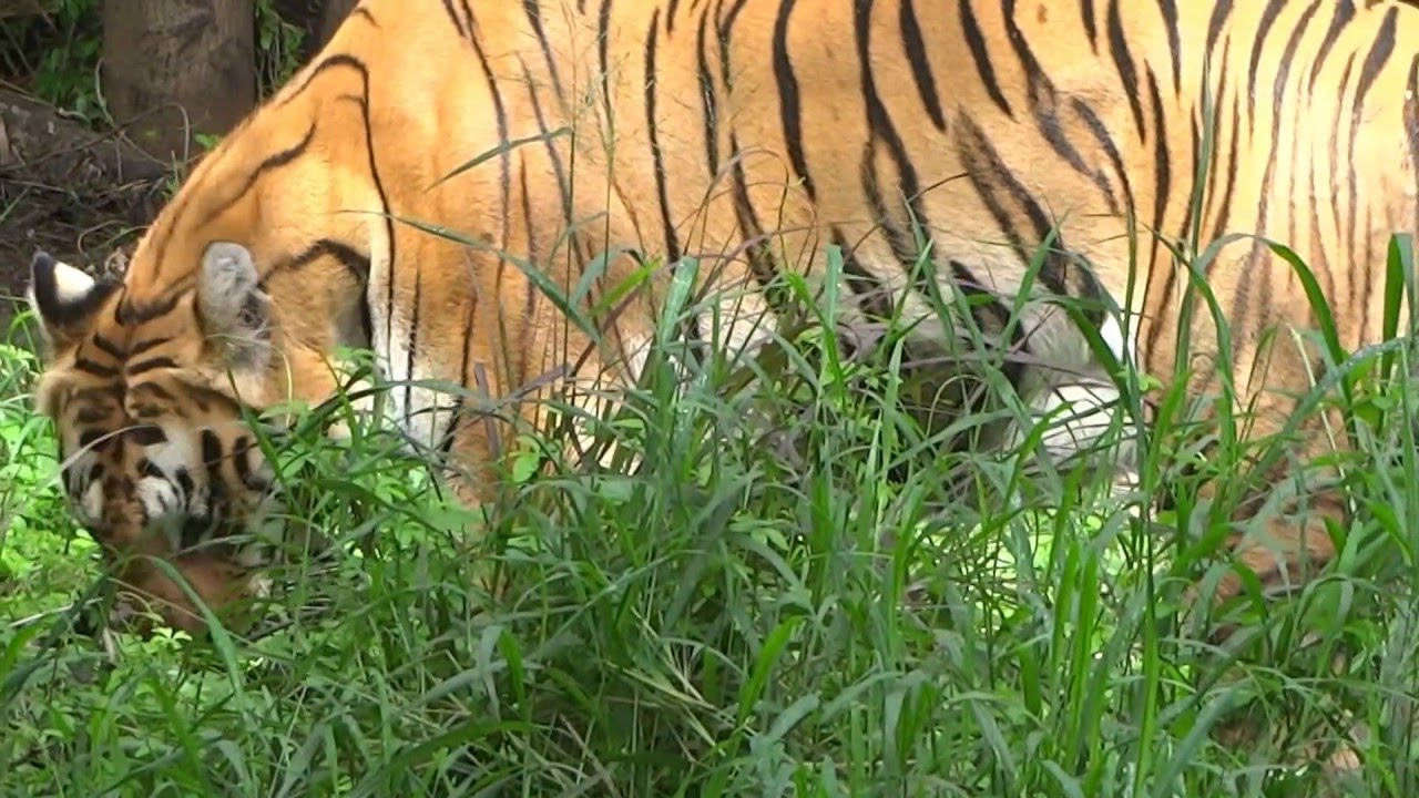 tiger eating grass - YouTube