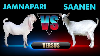 Jamnapari Vs Saanen goat