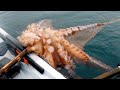 Amazing Giant Octopus Fishing Diving Skill - Fastest Giant Octopus Catching and Processing on Sea