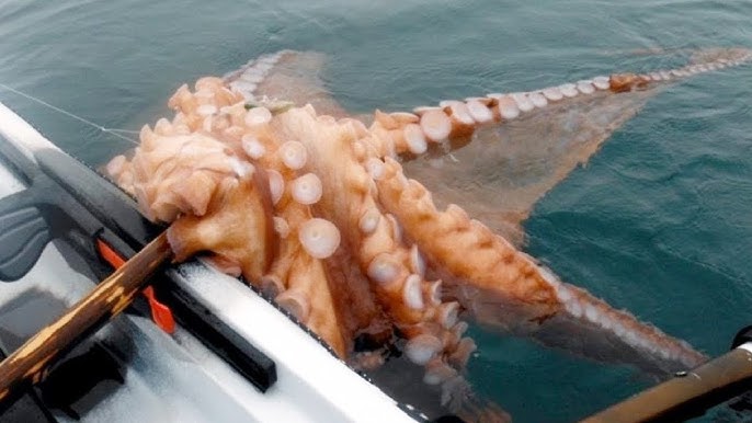 Amazing Giant Octopus Fishing Catch Skill - Amazing Big Catching