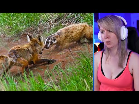 15 Incredible Moments Of Foxes Hunting And Fighting Back Part 2 | Pets House