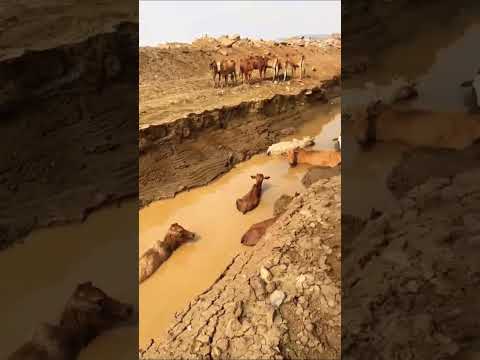 البقر عبر مجرى الماء خرج الكثير منه و مازال القليل يمنعه الوحل من الخروج