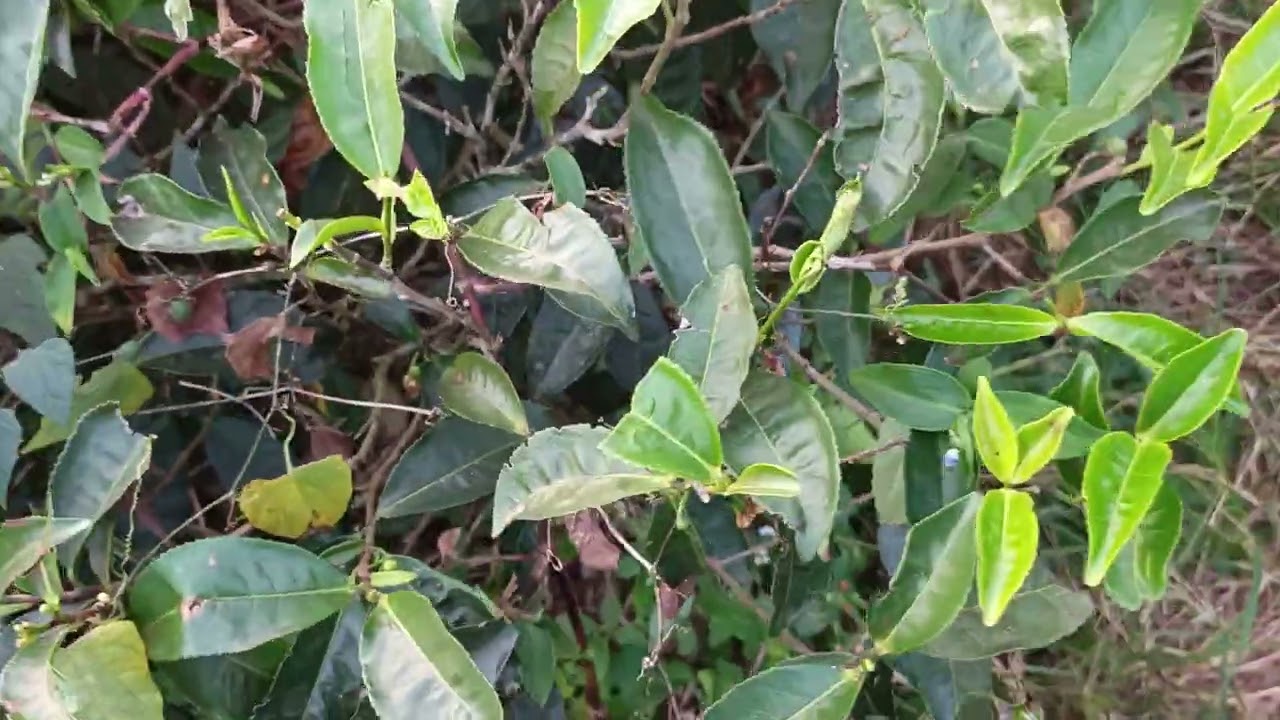 Kerala tea garden, munnar
