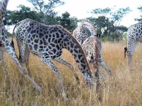 Animals of Zimbabwe