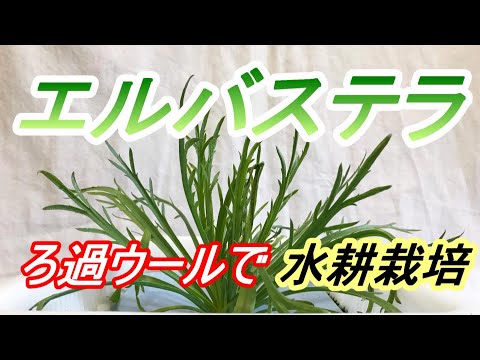 Erbastera Sowing to Harvesting Filtered Wool [Hydroponic Cultivation]