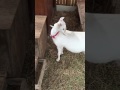 How to scratch one's back, goat version