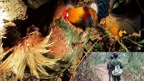 hunting mus zov qaib qus