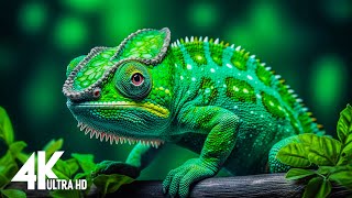 DISCOVER THE MYSTERY 4K UHD Dolby Vision | With Nature Sound (Colorful Animal Life)