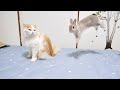 猫が引くほどお泊り会が嬉しいうさぎさん