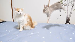 猫が引くほどお泊り会が嬉しいうさぎさん