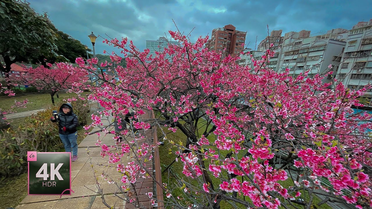 Whispers of Spring 🌸 Cherry Blossom Walking Tour 4K in Lohas Park, Taipei