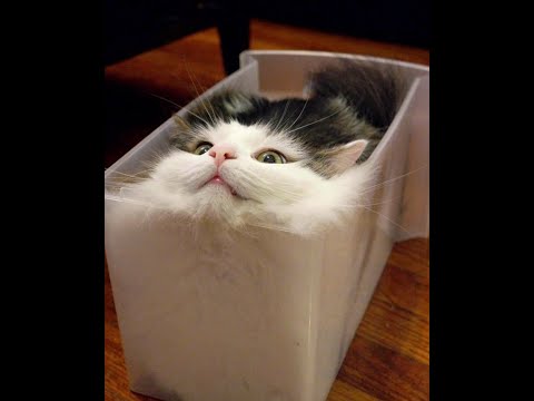 Video Mèo Con Chơi Đùa Với Bao Giấy | Cat Vlog - youtube