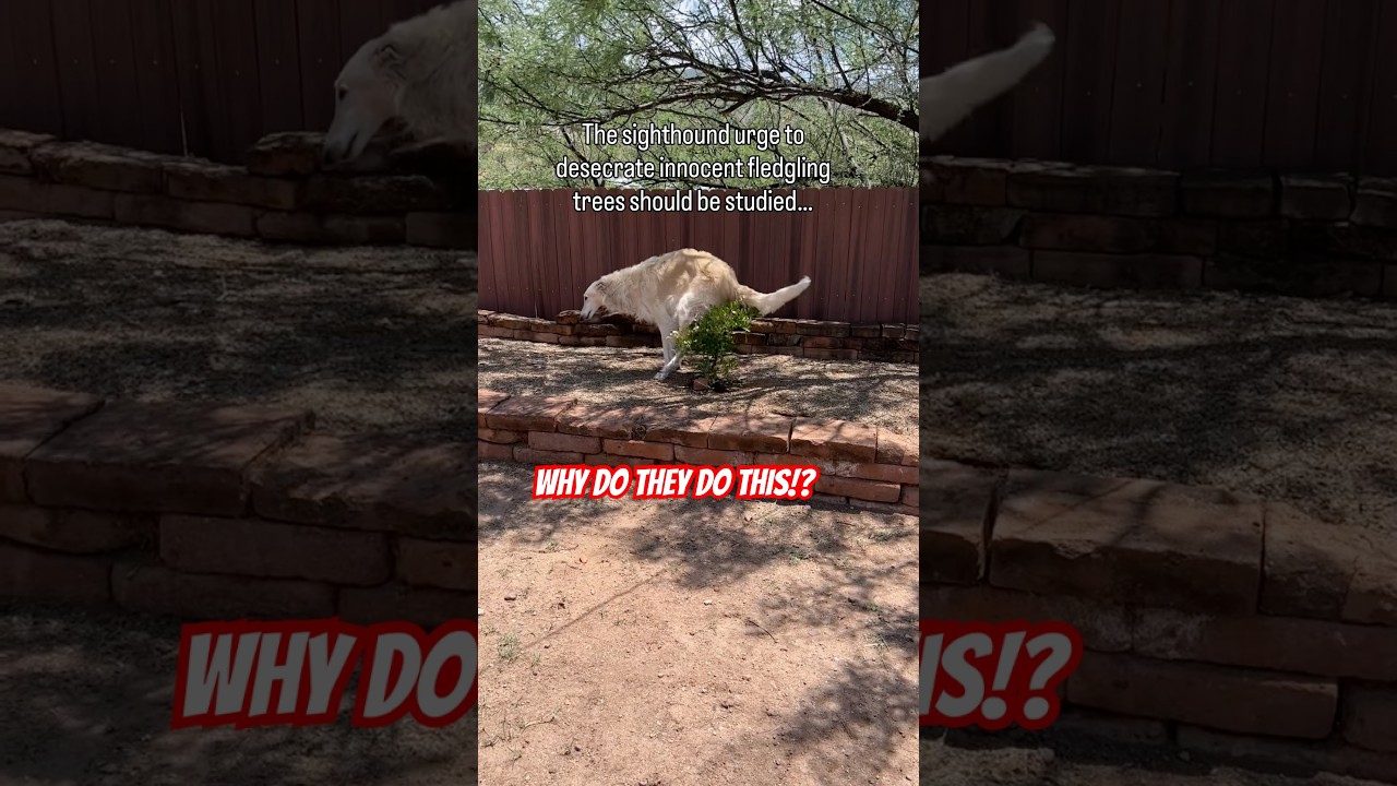 Ни один куст, дерево или кустарник не в безопасности… 