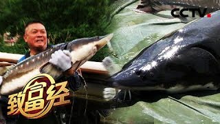 《致富经》带着1000元闯北京 一句话让他巧卖千万 20180904 | CCTV农业
