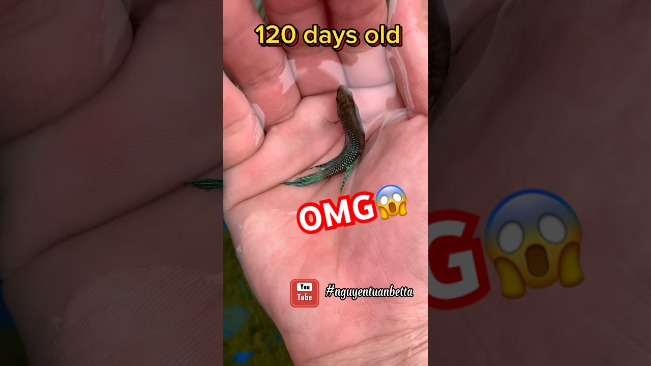 Wild mahachai betta grow🐠