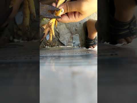 طريقة قص مخالب الديك لكي لايؤذي الدجاج