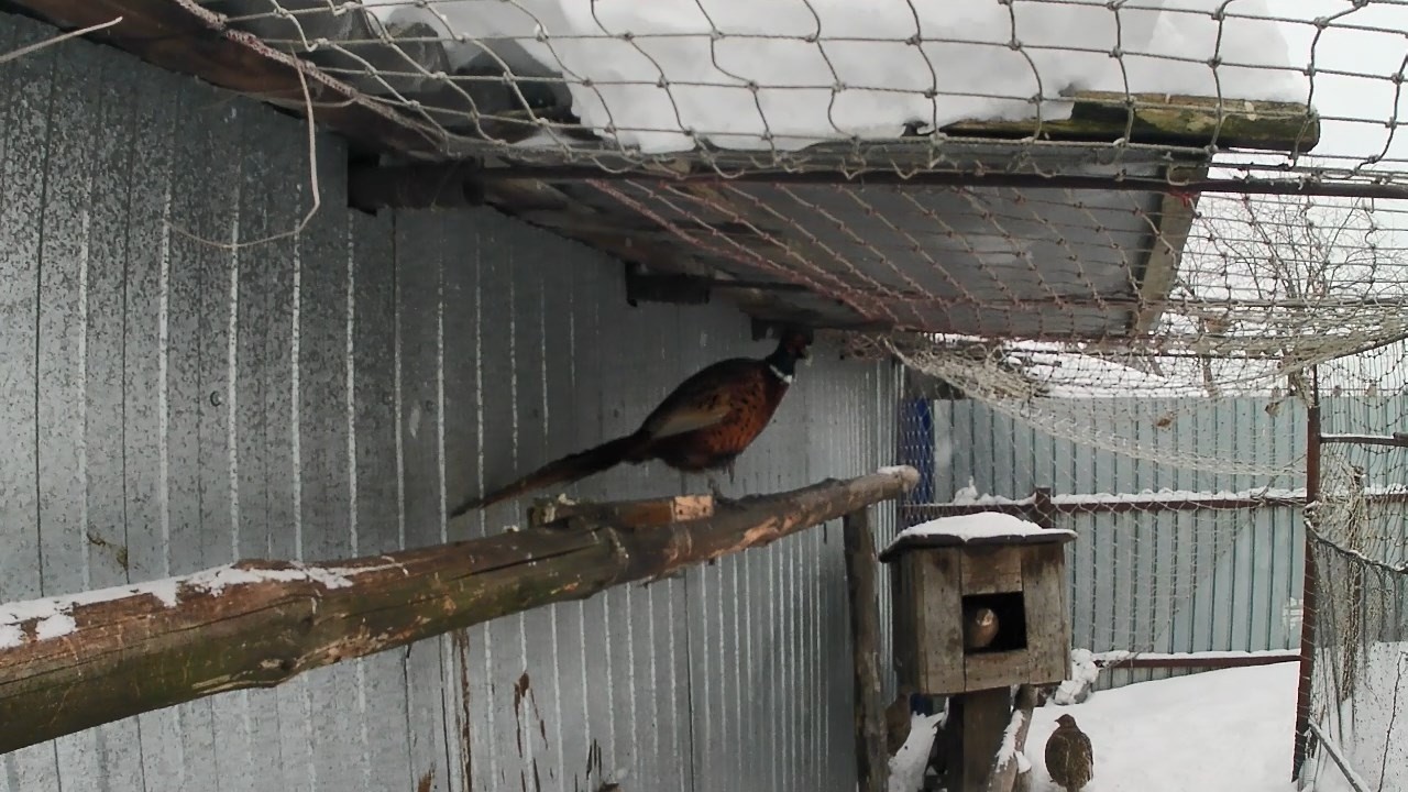 Вольер с фазанами. Агрессивный самец фазана обыкновенного охотничьего. Чем кормить фазанов.