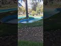 Ave volando en camara lenta | Bird flying #shorts #slowmotion #paloma