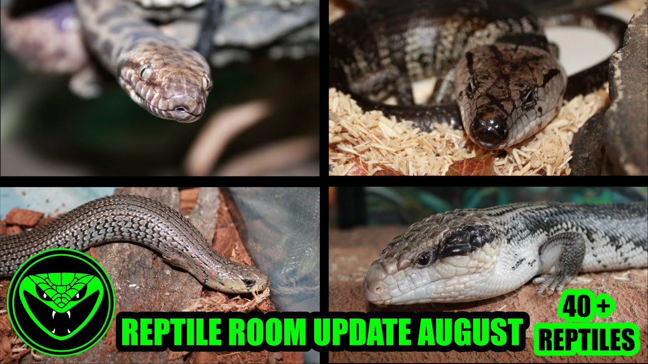 REPTILE ROOM UPDATE AUGUST 2026