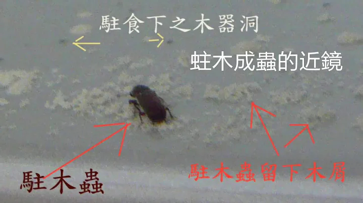 蛀木虫的危害及防治方法。 - 天天要闻