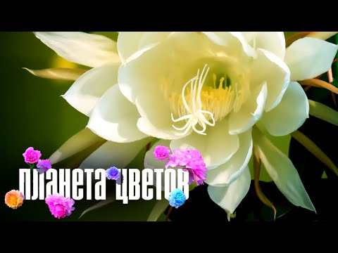 Белые орхидеи, нарциссы и другие цветы. Откуда такой цвет? Легенды о цветах и советы дизайнеров