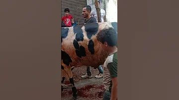 لما ابوك يشتري عجل في العيد و يجيب جزار علشان يدبحه Shorts 