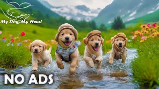 12 Hours Dog TV for Dogs Deep Sleep 🐾 Dog Calming Music for Dogs 🌞🌻 Healing Music for Dogs