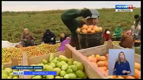 В Астраханской области выращивают уникальные для региона растения