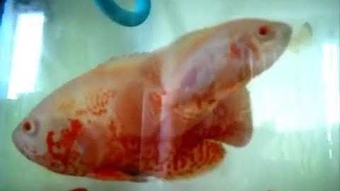 Thiên đường cá cảnh đẹp nhất   tuong nhỏ bạch tạng trắng lớn hoa mai vàng Châu Phi Đẹp nhất Thế Giới