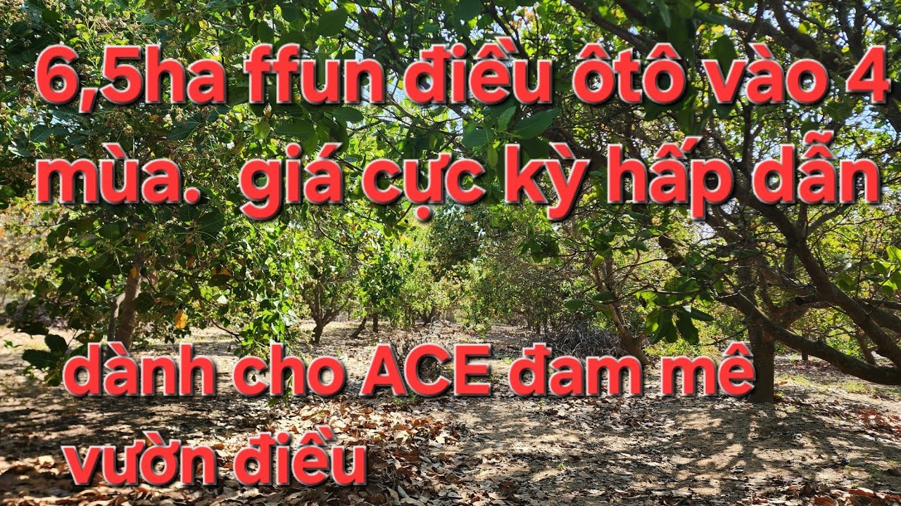 6,5ha ffun điều. Ôtô vào 4 mùa. Đất Cày được100% 