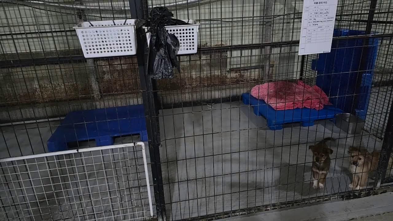 말티푸 파양견.새쉼터 공사 #악의적민원#살생부#폐쇄명령#행정처분#죄값받아라
