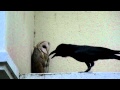 SRamanujan: Barn Owl attacked by Crow