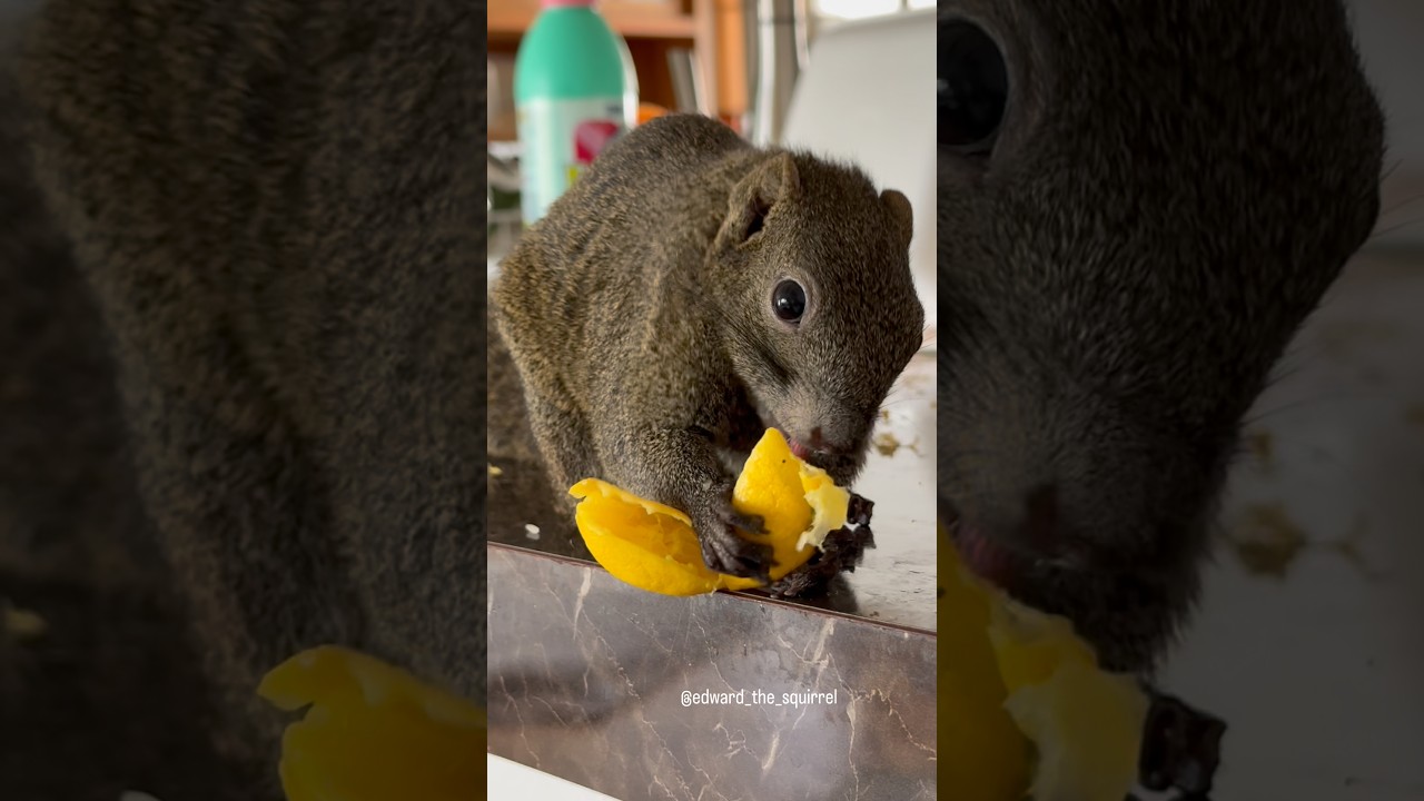 Life with a Squirrel 💞