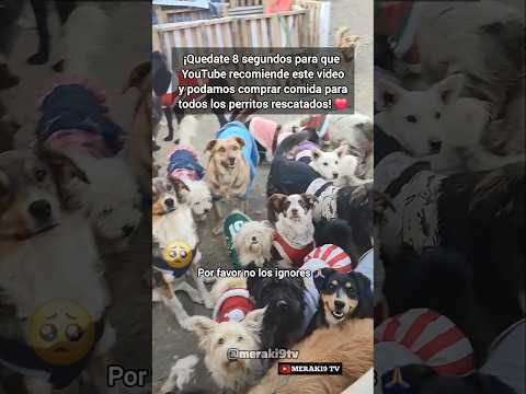 Refugio de perritos  callejeros 🍼❤️