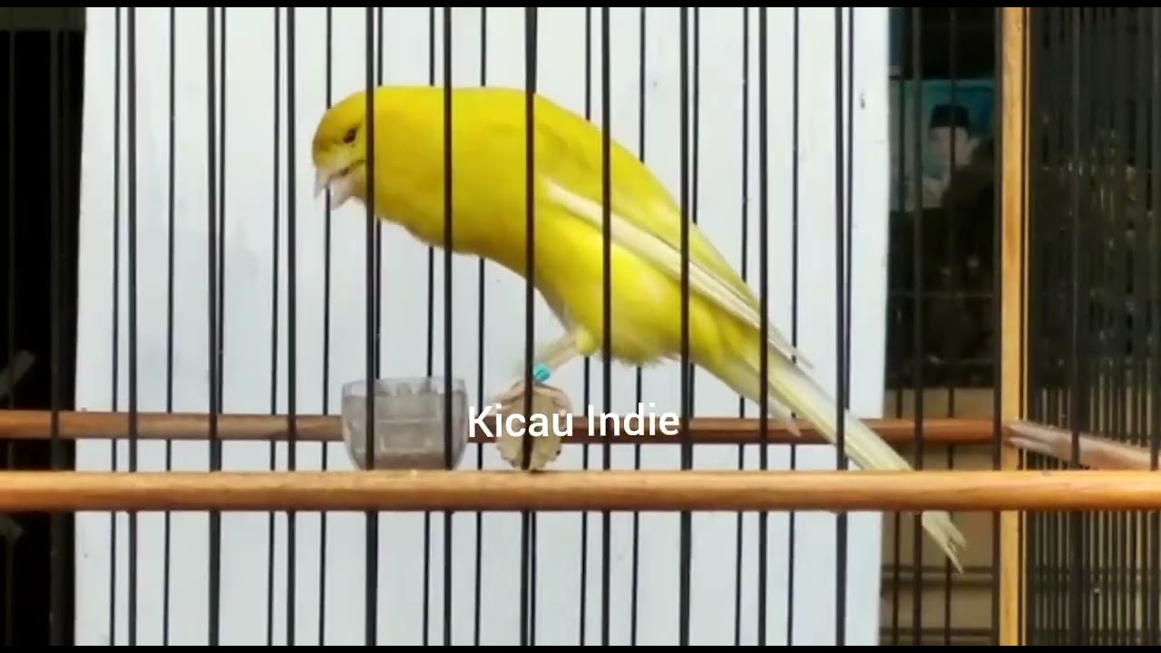 Cuit Cuit Cuit ... kenari ngeriwik jenis apapun auto nyaut dengar kenari rasmi ngeriwik ngerol gacor