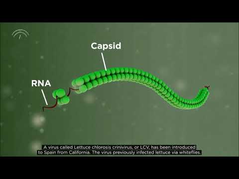 Vídeo: Roles Emergentes De La Cromatina En El Mantenimiento De La Organización Y Función Del Genoma En Las Plantas