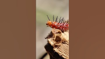CATERPILLAR MACRO PHOTOGRAPHY II 🐝 MACRO PHOTOGRAPHY II #shoot #ytshorts #photography #reelsvideo