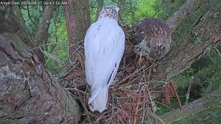 Angel the Leucistic HawkAngel visits the nest! Will we get eggs soon? WindowToWildlife Apr 27 2024