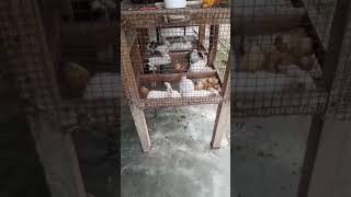 Cute Rabbits at House