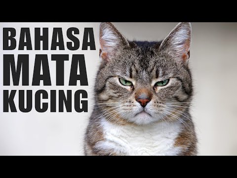 Video: Ajari Kucing Anda untuk Melakukan Kontak Mata