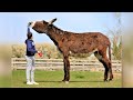 Top 10 Tallest Domesticated Animals in the World