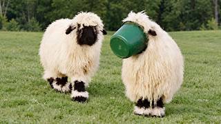 When Hilarious Animals Are Born to Be Little Comedians 🤣 Funny Animal Video Ever