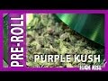 Purple Berry Kush Strain and Sour Diesel Extracts: HighAF Pre-Roll #6
