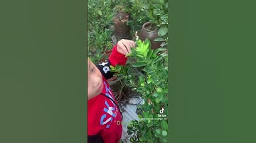 Quất Cảnh Tết Lọ 2023 Dù 50