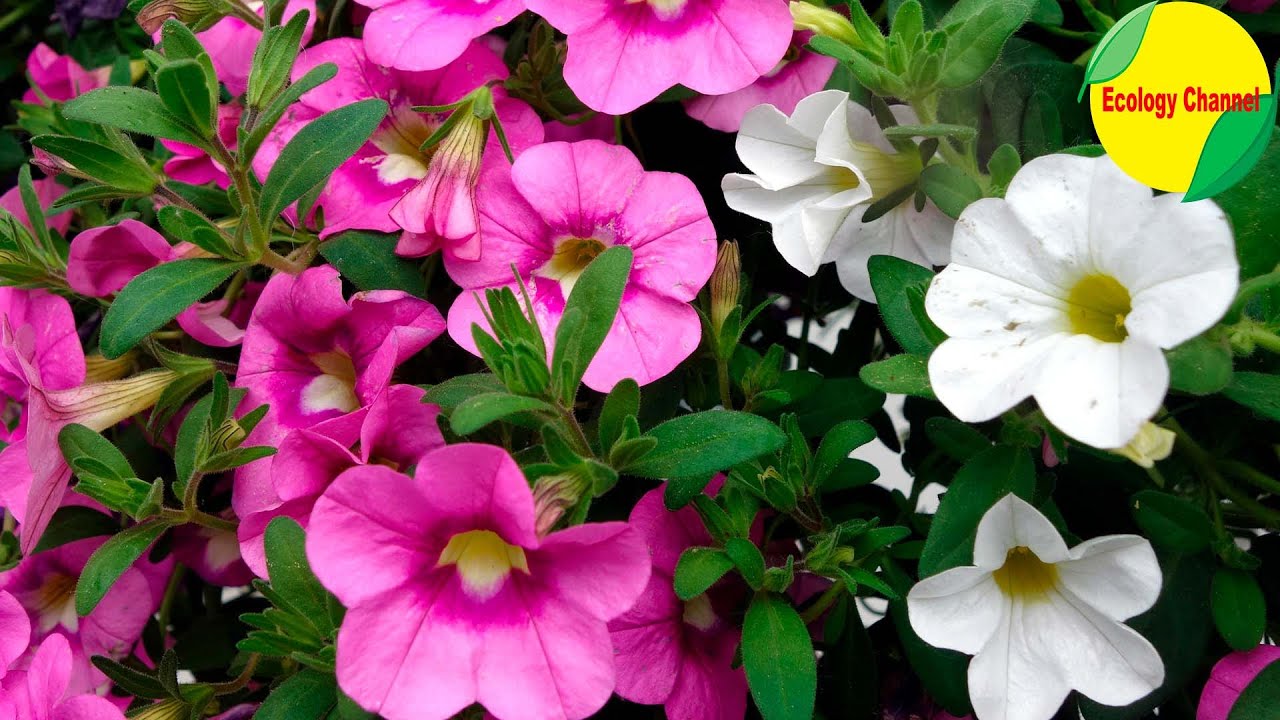 16 Plantas de Jardín con Flores Resistentes al Sol