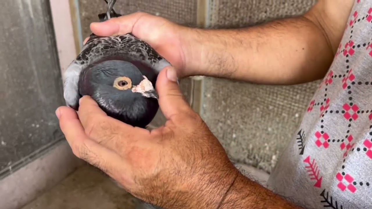 飴田稚内系　オリエンタル系　シューマン・ゴードン系　ヤンセン系　岸本鳩舎　訪問