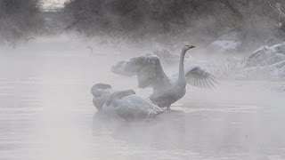 霧に浮かぶハクチョウ 北海道帯広市、川で羽休め