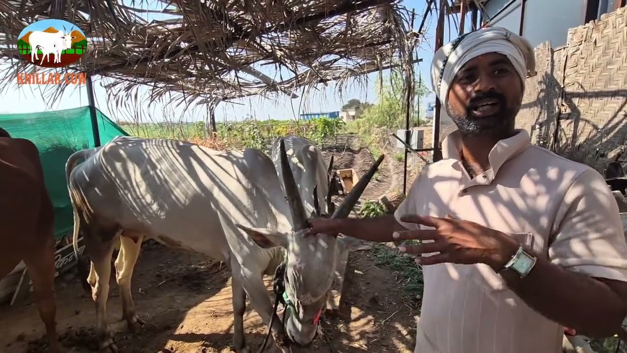 खिल्लार गाई पासून सेंद्रिय शेती / कृषी भूषण/ khillar cow 